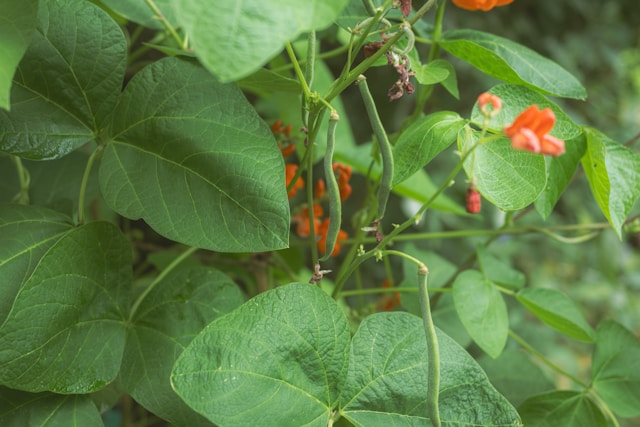 Beans in garden