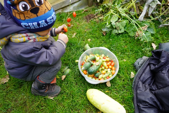Cucumbers in garden