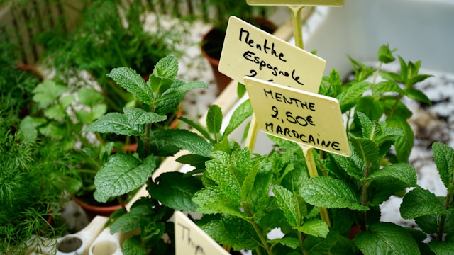 Herbs in garden