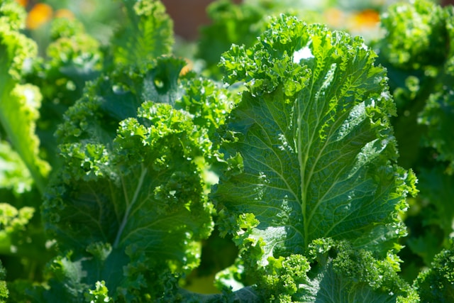 Leafy Greens in garden
