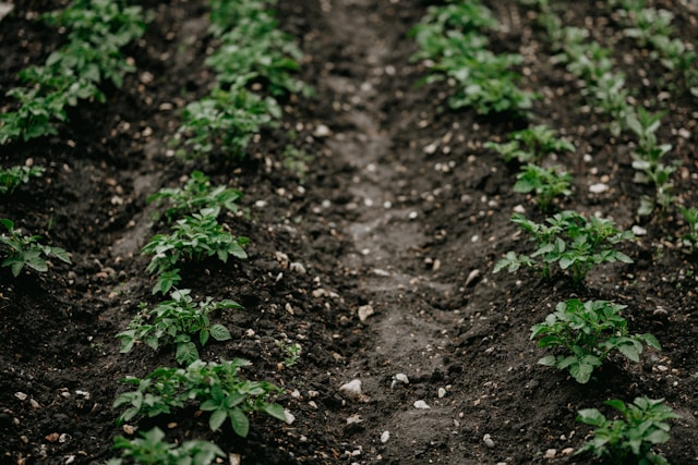 Potatoes in garden