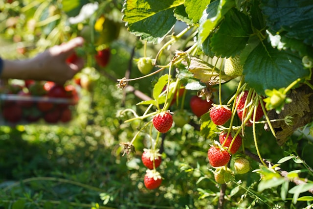 Strawberries in garden