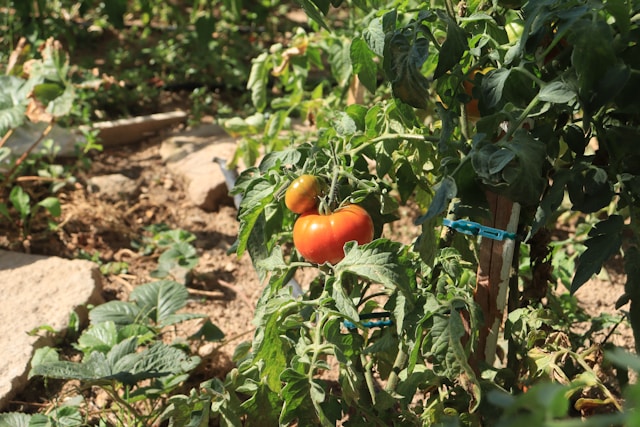 Tomatoes in garden