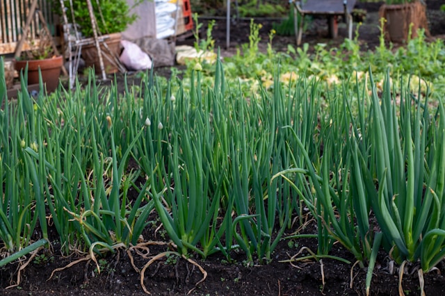 onion in garden