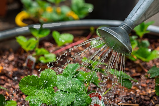 watering garden